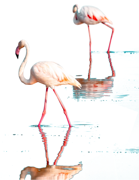 flamingos